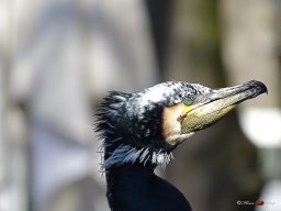 Tiergarten Schönbrunn am 23.03.2023